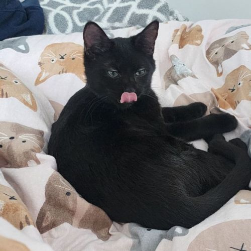 Cola  - Domestic Short Hair Cat