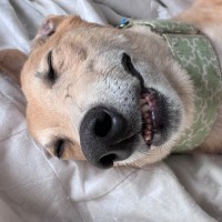Photo of Roo