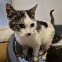 Photo of Rodger Federer ** 2nd Chance Cat Rescue **