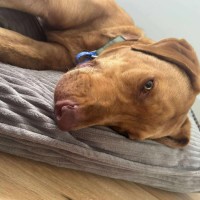 Photo of Woody   1 Year Old Mixed Breed