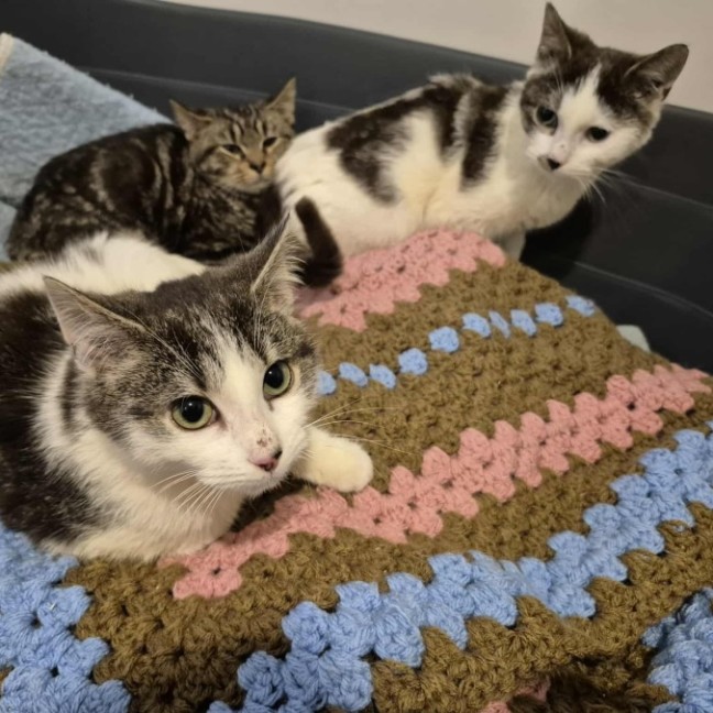 Photo of Rodger Federer ** 2nd Chance Cat Rescue **