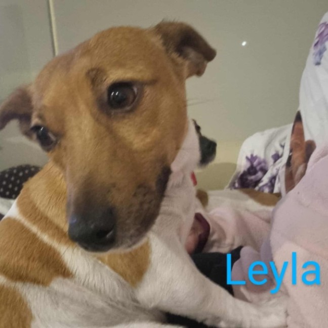 Photo of Leyla And Bender