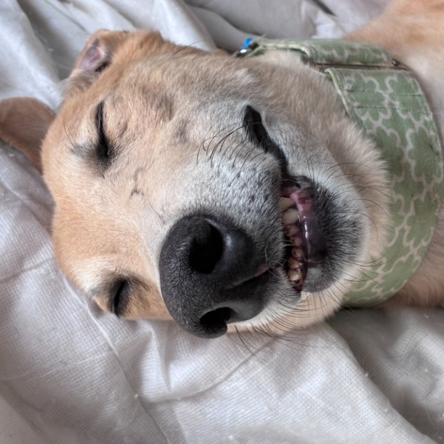 Photo of Roo