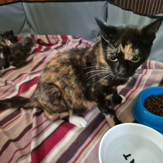 Photo of Madame Mary ** 2nd Chance Cat Rescue**