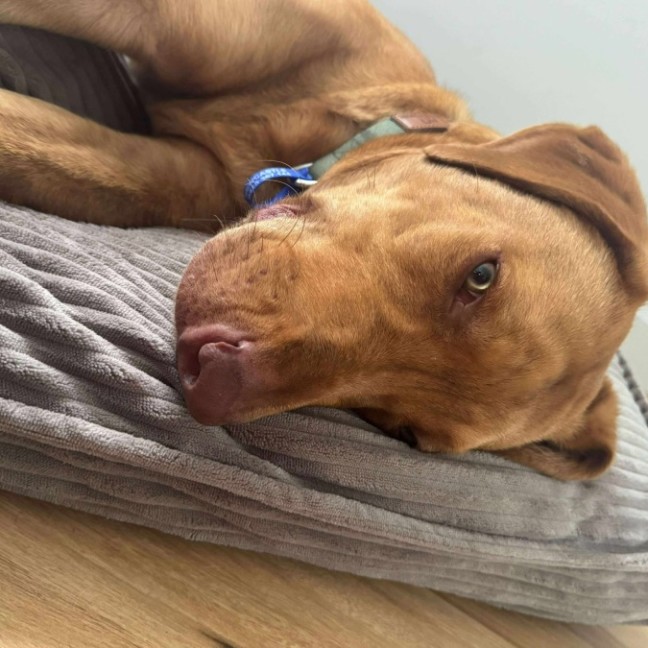 Photo of Woody   1 Year Old Mixed Breed