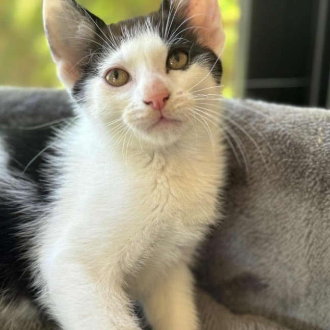 Photo of Chilli   In Foster Care In Cranbourne