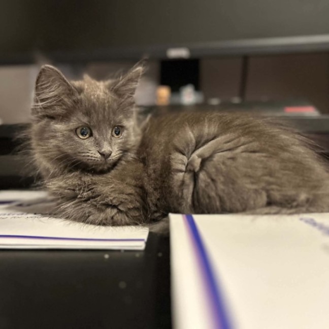 Photo of Berry Blue