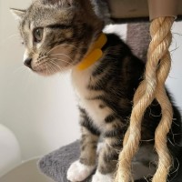 Photo of Sailor   In Foster Care In Bentleigh East