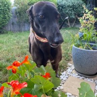 Photo of Jojo, The Greyhound 