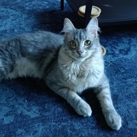 Photo of Tybalt
