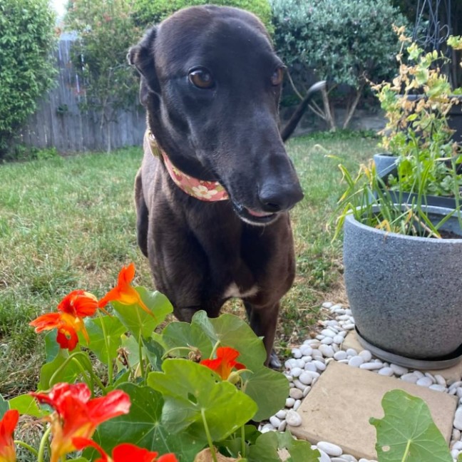 Photo of Jojo, The Greyhound 