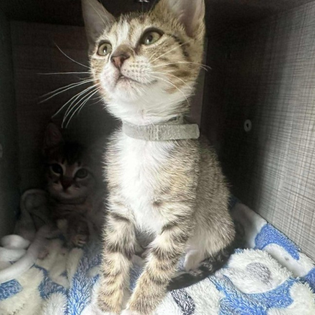 Photo of Muffin