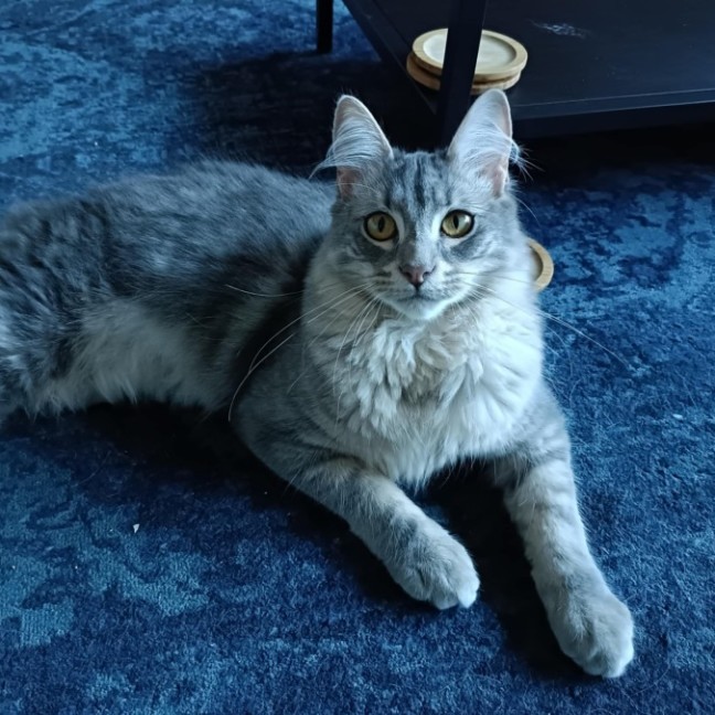 Photo of Tybalt