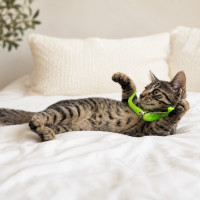 Photo of Chili