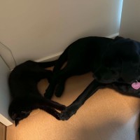 Photo of Stella