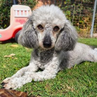 Photo of Luna