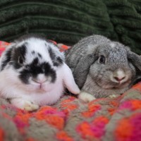 Photo of Puddles & Nimbus (Located In Wantirna South)