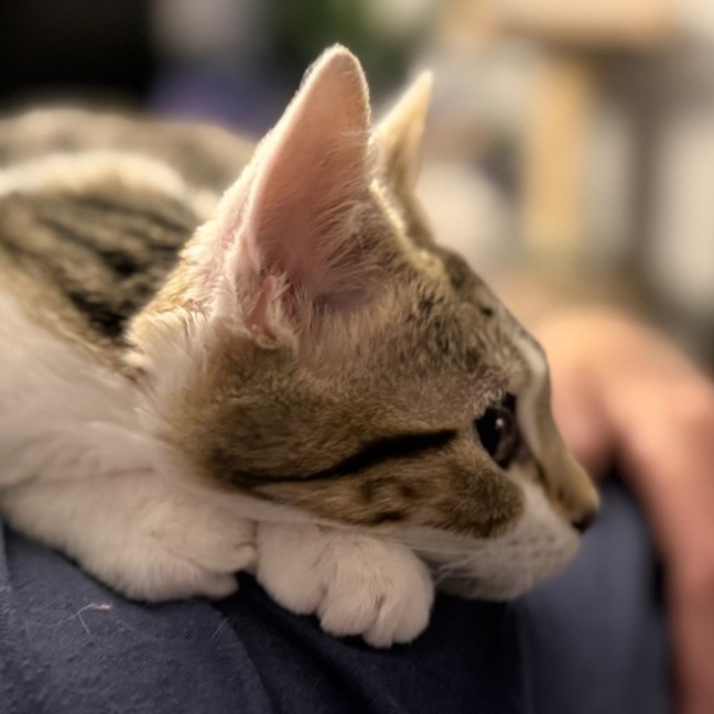 Photo of Louie 