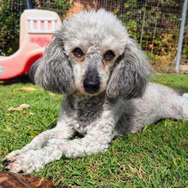 Photo of Luna