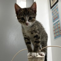 Photo of Samara