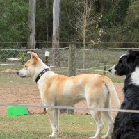 Photo of Buttercup