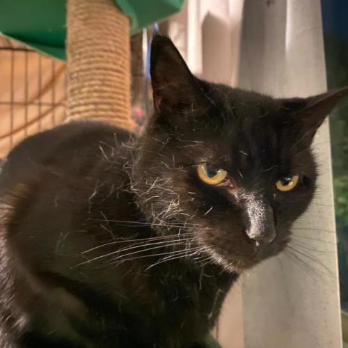 Oberon - Domestic Short Hair (DSH) Cat