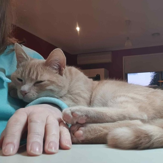 Photo of Taka **2nd Chance Cat Rescue**