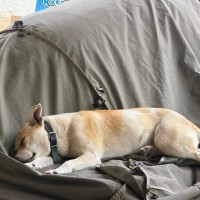 Photo of Buttercup