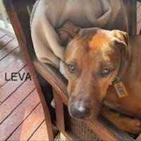 Photo of Leva