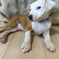 Photo of Dunkin Butterbean