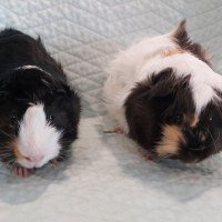 Photo of 🐹Lavender & Marigold🐹 (Located In Mitcham)