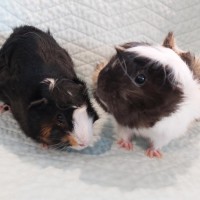 Photo of 🐹Lavender & Marigold🐹 (Located In Mitcham)