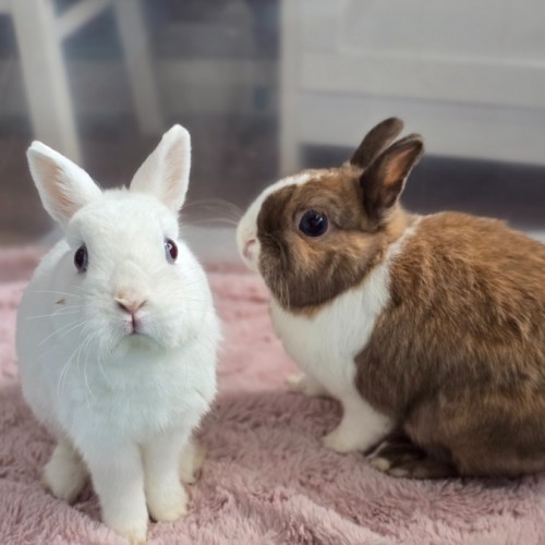 Rex & Roger (Located in Wantirna South) - Netherland Dwarf Rabbit