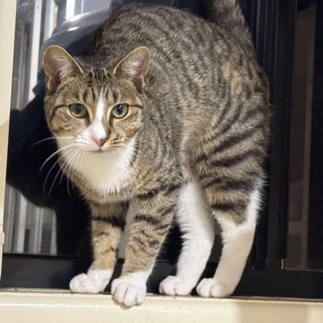 Photo of Pretzel