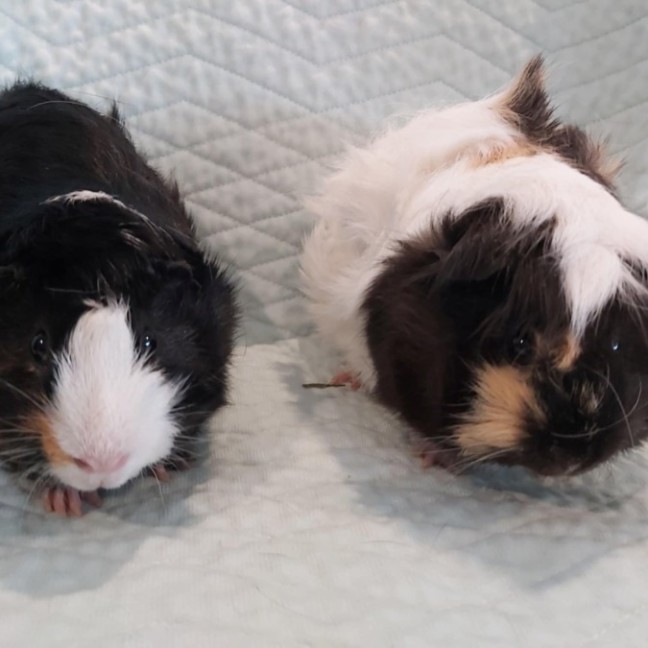 Photo of 🐹Lavender & Marigold🐹 (Located In Mitcham)