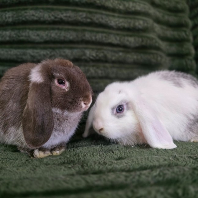 Photo of 🐰Fin & Zephyr🐰 (Located In Wantirna South)
