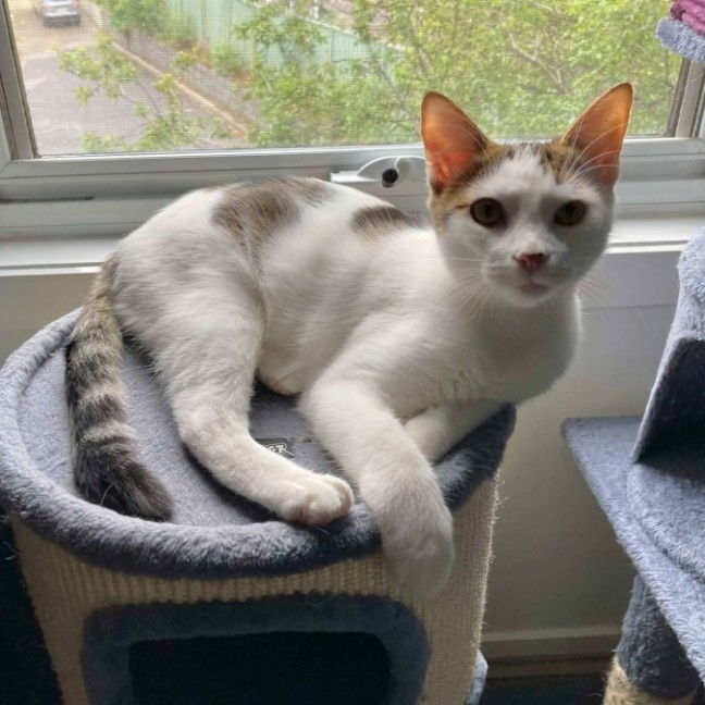 Photo of Snickers