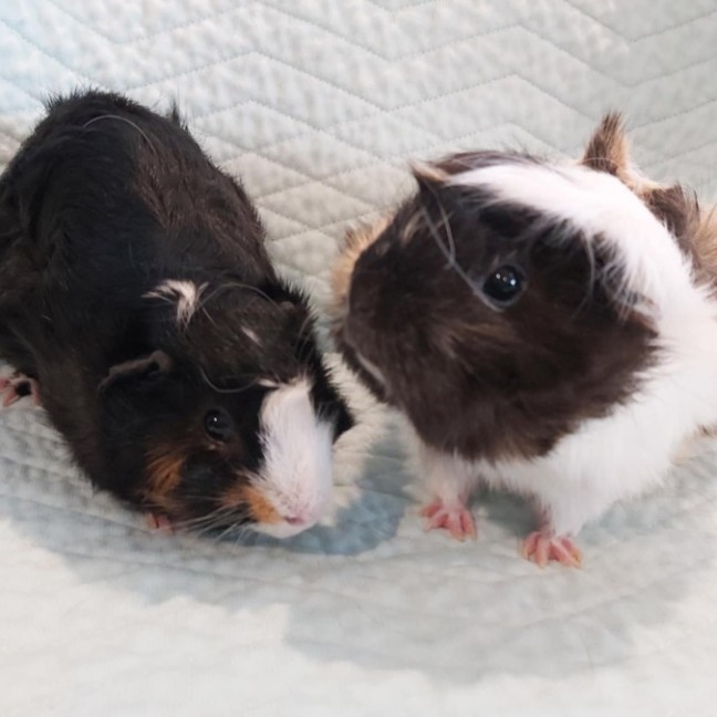 Photo of 🐹Lavender & Marigold🐹 (Located In Mitcham)