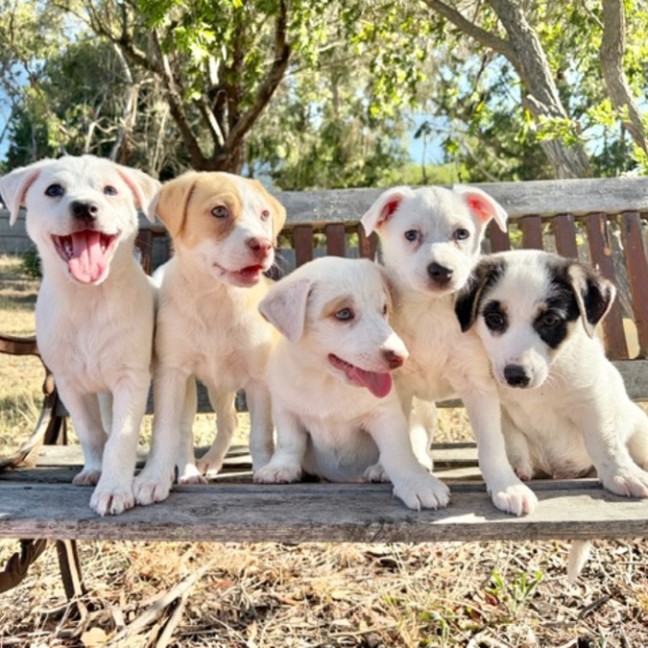 Photo of Vinaigrette