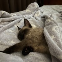 Photo of Queenie**2nd Chance Cat Rescue**