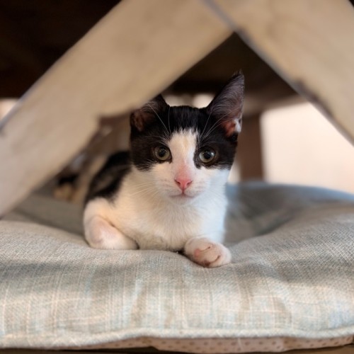 Dice - Domestic Short Hair (DSH) Cat