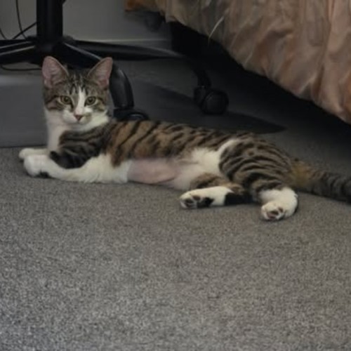 Maisie - Domestic Short Hair (DSH) Cat