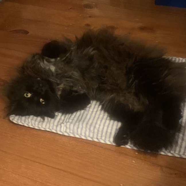 Photo of Ji Ji 🐈‍⬛