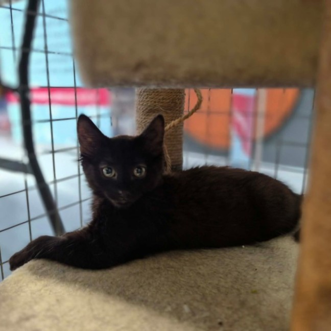 Photo of Cadbury ** 2nd Chance Cat Rescue**