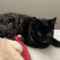 Photo of Kahlua