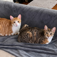 Photo of Maple