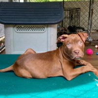 Photo of Futurama Pups