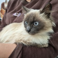 Photo of Alinta **2nd Chance Cat Rescue**