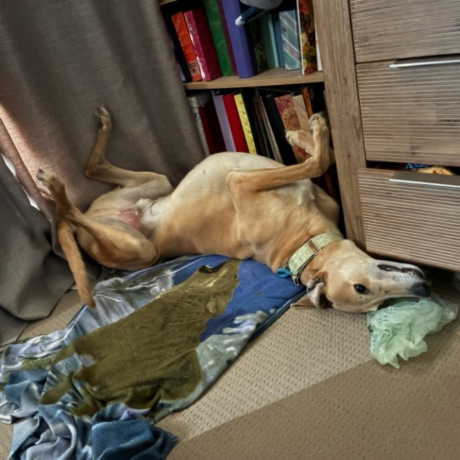 Photo of Roo