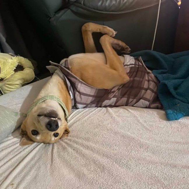 Photo of Roo